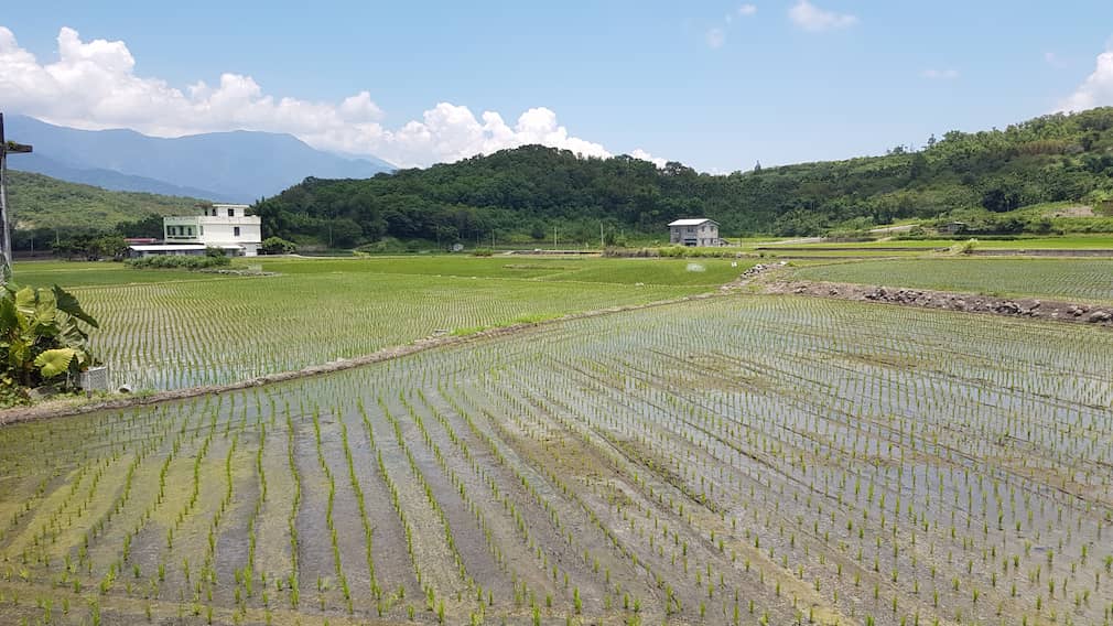 鄉村稻田