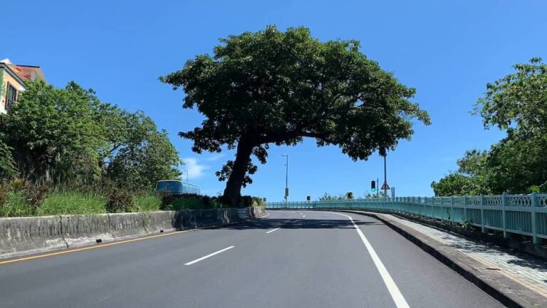 花蓮進蘇花公路前的路樹