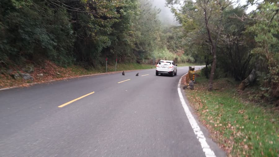 猴群就在公路上閒晃