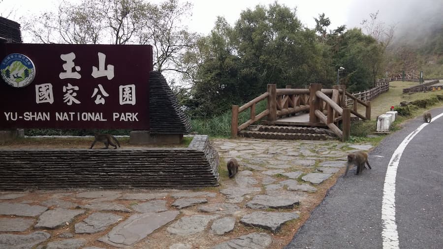 猴群就在公路上閒晃